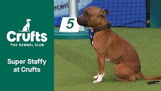 Super Staffy at Crufts  Adorable Izzy and Hattie melt hearts at Crufts