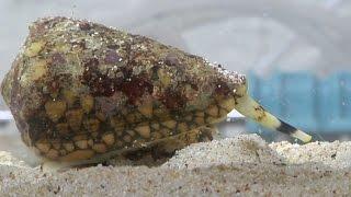 Cone Snails