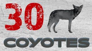 30 Coyotes Down | Watch Them Flip