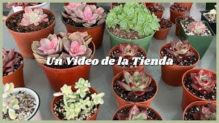 Un Video de la Tienda