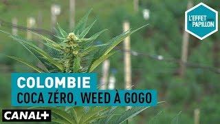 Colombie : Coca zéro, weed à gogo - L’Effet Papillon