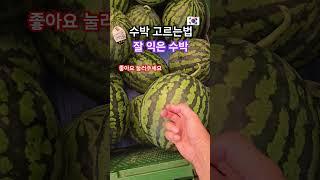 수박을 고르는법 잘 익은 수박은 어떤것 #healing #맛집