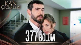 Kan Çiçekleri 377. Bölüm