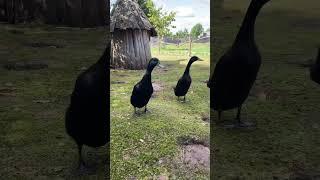 Чёрные бандиты #утки #бандана #videos #live #like