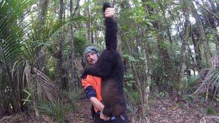 Brush-Tailed Possum CATCH AND COOK (Whole Process) DELICIOUS FREE WILD MEAT!