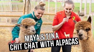 Maya & Tina: Chit chat with Alpacas