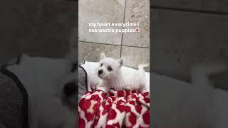 Hiya!I’m Harley, a spunky little Westie pup with the fluffiest white coat you’ve ever seen!