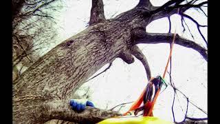 Art of smhickel: TreeClimber in Tree