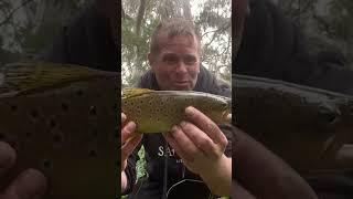 WILD BROWN TROUT #browntroutfishing #streamfishing #trout