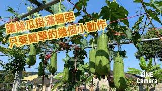 【鴻園小菜園】如何讓絲瓜長勢好、多結瓜