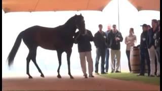 Drakenstein Stud Farm's Stallion Day