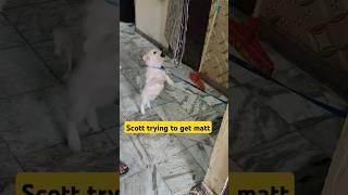 Scott trying to get matt | Scott the Pomeranian #puppy #pets #dogbreed #cuteanimal