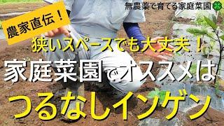 つるなしインゲン【種まき～植え方】混植で畑の有効活用！【有機農家直伝！無農薬で育てる家庭菜園】　22/6/7