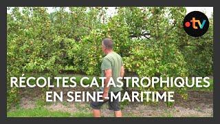 Des récoltes catastrophiques en Seine-Maritime