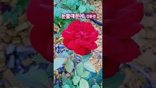 눈물때문에 #강문경 구독&좋아요 #스타일스타 #shorts