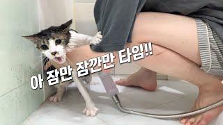 너무나 평화로운 고양이 목욕 현장