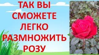 КАК РАЗМНОЖИТЬ РОЗУ ЛЕТОМ ЧЕРЕНКАМИ. Размножение роз. Выращивание роз из черенков.