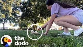 Abandoned Guinea Pigs Rescued After Being Dumped in a Park | The Dodo