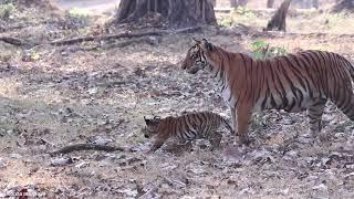 Tiger with cubs kabini