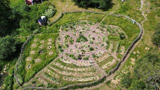 natuurlijke bestrijding Japanse duizendknoop || permacultuur in Zweden 148