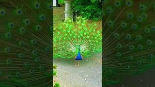 beautiful peacock dance in rain