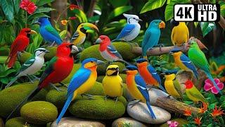 Most Beautiful Birds on Earth : Video You'll Ever See part 1| Breathtaking Nature & Healing Sounds