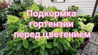 11 июля 2024 г.Чем кормлю гортензии перед цветением  и для  закладки бутонов 