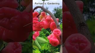 Amazing Fruit Garden #shorts #nature #garden #fruit #gardening