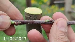 apple tree grafting // прививка яблони от одного сорта к другому