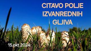 POLJE PREPUNO IZVANREDNIH GLJIVA●●IZUZETNE BUKOVACE ●●RAZORNICE●●TURKINJE●● GNOJISTARKE