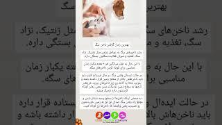 نکات و آموزش کوتاه کردن ناخن سگ