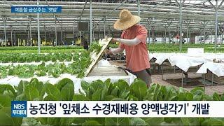 시설원예 고온 피해 저감 기술 개발…여름철 금상추는 옛말