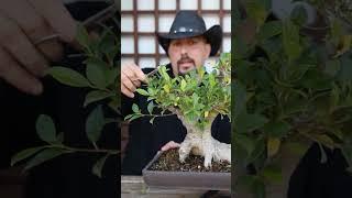 Branches to remove in #bonsai