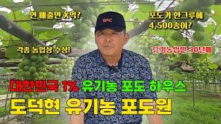 [부유한 농업이야기] 대한민국 1% 유기농 포도 하우스 도덕현 유기농 포도원