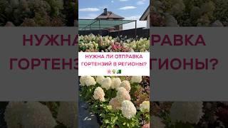 Нужна ли отправка гортензий в регионы?🪴 #гортензия #гортензияметельчатая #саженцы