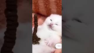 The cute cat is fast asleep. #cattube #funnycat