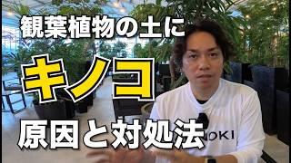 土にキノコが生える原因と対処法【観葉植物】