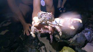 Catch crab and collect pipi on Cooloola Beach 澳洲昆士兰黑夜岩石抓螃蟹, 挖肥美大Pipi, 雨中露营美食享不尽