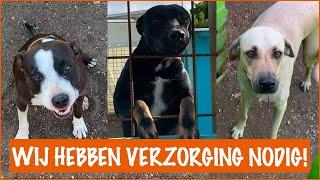 Hoe geef je 40 honden te eten? | DierenpraatTV