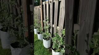 Setting up hydroponic watermelons on coco grown vertically