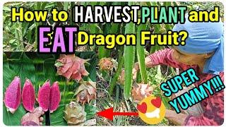 『Harvest, Plant and Eat Ripe Dragon Fruit!』〘What an amazing Adventure〙