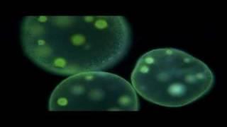 Protists | Biology