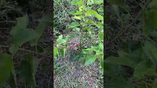 Gerardi Dwarf Mulberry Tree...How I structure my fruit trees..central Florida zone 9b 7-15-22