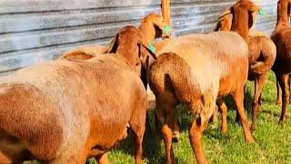 The widest and most well-fed sheep. Shiny sheep, notice the wool