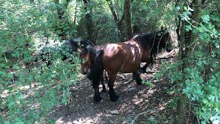 Bajada  a zona de Cascada de Nervion, no pude subir Más Ternera y Vaca ..