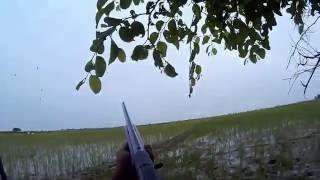 Duck Hunting in Rice fields:Shooting at fastest waterfowls(TEALS) starting season