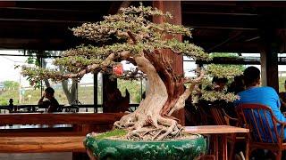 Ngắm những cây Bonsai Linh Sam Sông Hinh chất như nước cất (a Đoan 0905786577)