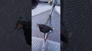 Assassin's Creed Valhalla 40