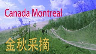 金秋采摘 加拿大 魁北克 蒙特利尔南岸cueillette d'automne/autumn picking/Rive Sud /South Shore/Montreal Quebec Canada