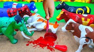 COW ‼️ QURBANI FESTIVAL IDULIDHA POTONG SAPI SIMOLASI  WADIDAU PROSES COW CARTOON @toystory7209